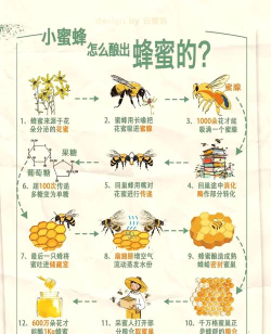如何养蜜蜂,新手入门指南,轻松收获甜蜜 如何养蜜蜂,新手入门指南,轻松收获甜蜜