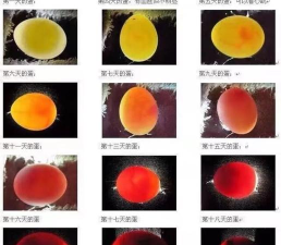 如何孵化鸟蛋,掌握关键步骤,成功孵化健康小鸟 如何孵化鸟蛋,掌握关键步骤,成功孵化健康小鸟