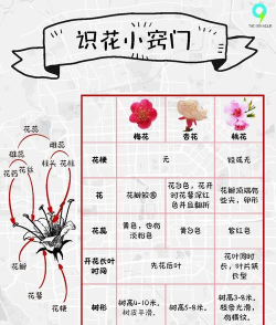 如何识别花,掌握实用技巧,轻松辨别各类花卉 如何识别花,掌握实用技巧,轻松辨别各类花卉