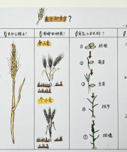 如何种植小麦,掌握关键步骤,实现高产丰收 如何种植小麦,掌握关键步骤,实现高产丰收