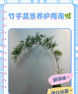 竹子如何种植,掌握关键技巧,打造翠绿庭院 竹子如何种植,掌握关键技巧,打造翠绿庭院