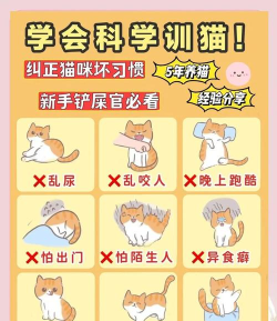 如何教训猫,纠正错误行为,建立和谐关系 如何教训猫,纠正错误行为,建立和谐关系