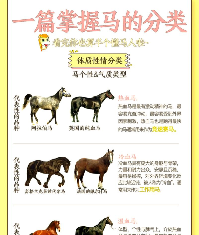 如何相马,识别良驹技巧,掌握选马要点 如何相马,识别良驹技巧,掌握选马要点