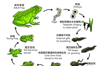青蛙,生态系统的守护者,人类生活的益友 青蛙,生态系统的守护者,人类生活的益友