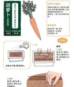 如何种胡萝卜,掌握关键步骤,轻松收获美味 如何种胡萝卜,掌握关键步骤,轻松收获美味
