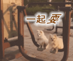 如何截动图,轻松捕捉动态画面,快速制作GIF表情包 如何截动图,轻松捕捉动态画面,快速制作GIF表情包