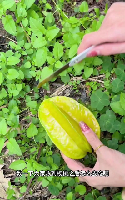 杨桃怎么切,轻松掌握技巧,享受美味与美观 杨桃怎么切,轻松掌握技巧,享受美味与美观