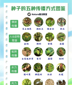 种子是怎么来的,揭秘植物繁衍奥秘,探索生命起源之旅 种子是怎么来的,揭秘植物繁衍奥秘,探索生命起源之旅