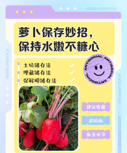 白萝卜如何保存,延长保鲜时间,防止糠心变软 白萝卜如何保存,延长保鲜时间,防止糠心变软