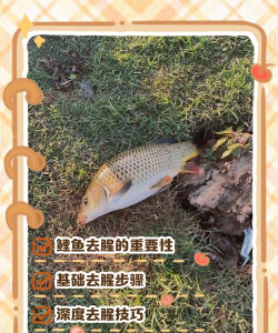 如何杀鲤鱼,快速处理技巧,轻松去腥入味 如何杀鲤鱼,快速处理技巧,轻松去腥入味