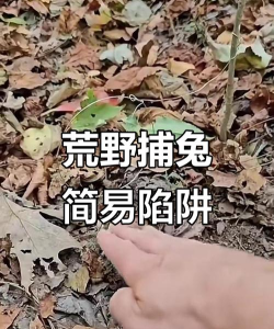 野兔怎么捕,掌握实用技巧,轻松捕获野味 野兔怎么捕,掌握实用技巧,轻松捕获野味