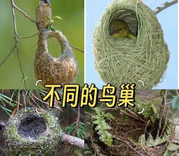 小鸟如何筑巢,揭秘自然建筑智慧,展现生命繁衍奥秘 小鸟如何筑巢,揭秘自然建筑智慧,展现生命繁衍奥秘