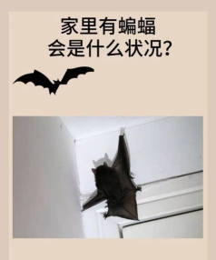 蝙蝠,生态平衡守护者,人类健康警示灯 蝙蝠,生态平衡守护者,人类健康警示灯