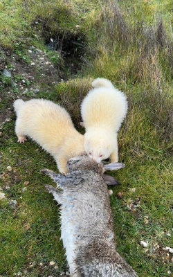 怎么套兔子,掌握实用技巧,轻松捕捉野兔 怎么套兔子,掌握实用技巧,轻松捕捉野兔