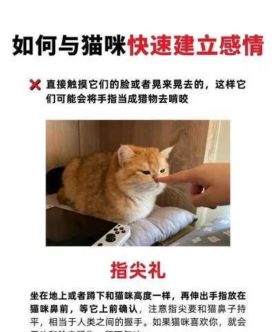 怎么和猫玩,掌握互动技巧,增进人猫感情 怎么和猫玩,掌握互动技巧,增进人猫感情
