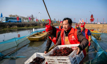 小龙虾怎么抓,掌握技巧轻松上手,享受户外捕捞乐趣 小龙虾怎么抓,掌握技巧轻松上手,享受户外捕捞乐趣