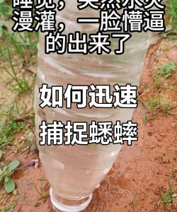 蛐蛐怎么抓,掌握技巧轻松上手,享受捕捉乐趣 蛐蛐怎么抓,掌握技巧轻松上手,享受捕捉乐趣