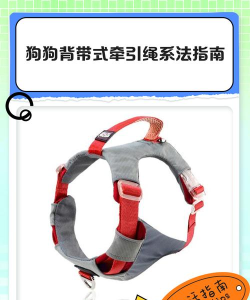 狗圈如何使,正确佩戴方法,训练狗狗技巧 狗圈如何使,正确佩戴方法,训练狗狗技巧