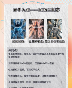 蜘蛛,怎么养,新手入门指南 蜘蛛,怎么养,新手入门指南