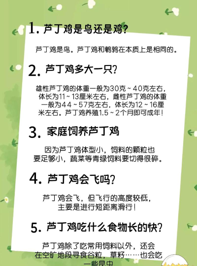 鸡怎么养,新手入门,常见问题解答 鸡怎么养,新手入门,常见问题解答