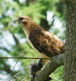老鹰怎么抓,了解习性,掌握方法 老鹰怎么抓,了解习性,掌握方法