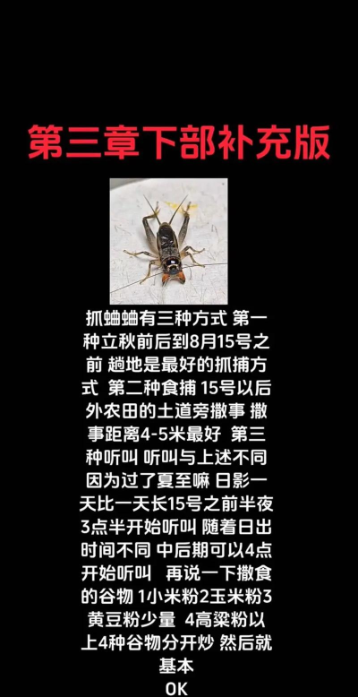 怎么斗蛐蛐,掌握基本规则,享受传统乐趣 怎么斗蛐蛐,掌握基本规则,享受传统乐趣