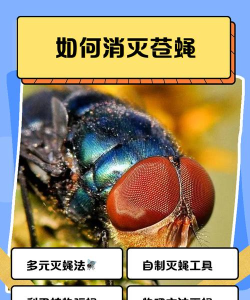 怎么抓苍蝇,快速有效方法,家庭实用技巧 怎么抓苍蝇,快速有效方法,家庭实用技巧