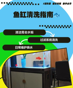 鱼缸怎么刷,清洁步骤详解,轻松保持水质清澈 鱼缸怎么刷,清洁步骤详解,轻松保持水质清澈