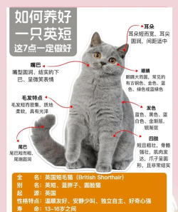 蓝猫怎么样,性格特点,饲养建议 蓝猫怎么样,性格特点,饲养建议