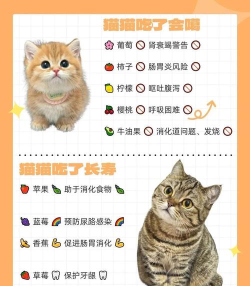 怎么给猫喂食,掌握正确方法,避免常见误区 怎么给猫喂食,掌握正确方法,避免常见误区