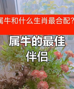 鸡和牛如何,养殖方法对比,选择适合你的 鸡和牛如何,养殖方法对比,选择适合你的