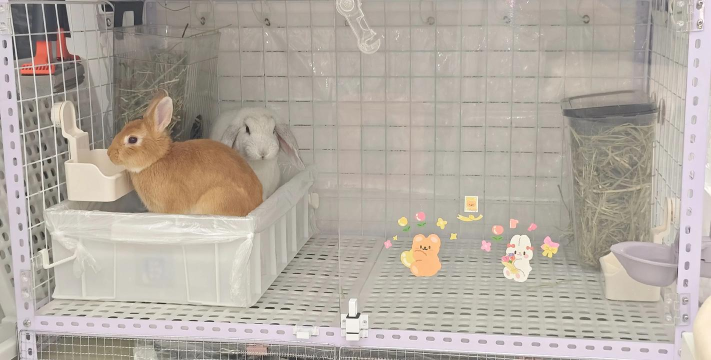 兔窝怎么做,材料选择,搭建步骤 兔窝怎么做,材料选择,搭建步骤