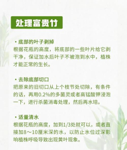 怎么种竹子,选对品种,掌握关键技巧 怎么种竹子,选对品种,掌握关键技巧