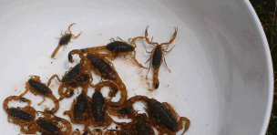 如何做蝎子,处理技巧,安全食用 如何做蝎子,处理技巧,安全食用