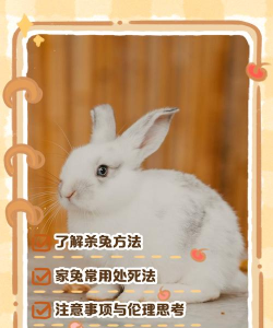 如何杀兔子最简单,减少痛苦,快速处理 如何杀兔子最简单,减少痛苦,快速处理