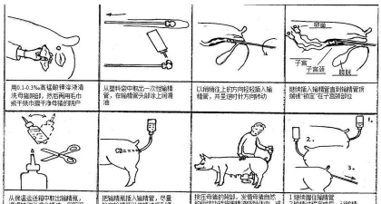 猪如何繁殖,掌握关键步骤,提高养殖效益 猪如何繁殖,掌握关键步骤,提高养殖效益