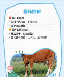 如何驯服牛,掌握基本方法,建立信任关系 如何驯服牛,掌握基本方法,建立信任关系