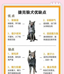 怎么养狼,了解基本知识,确保安全合法 怎么养狼,了解基本知识,确保安全合法