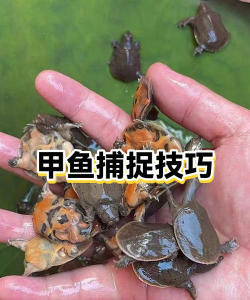 怎么捉甲鱼,掌握关键技巧,提升捕获效率 怎么捉甲鱼,掌握关键技巧,提升捕获效率