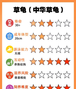 乌龟怎么打,常见误区,实用技巧 乌龟怎么打,常见误区,实用技巧