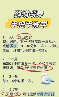 小鸟怎么喂,掌握正确方法,避免喂养误区 小鸟怎么喂,掌握正确方法,避免喂养误区