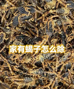 蝎子如何抓,安全第一,方法要准 蝎子如何抓,安全第一,方法要准