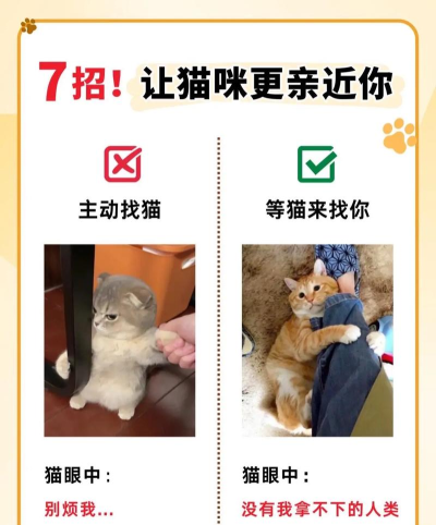 怎么驯服猫,建立信任关系,让它更亲近你 怎么驯服猫,建立信任关系,让它更亲近你