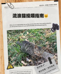 怎么喂野猫,了解正确方法,避免好心办坏事 怎么喂野猫,了解正确方法,避免好心办坏事
