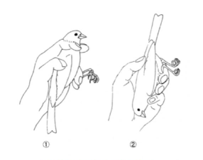 鸽子怎么抓,常见方法分享,实用技巧解析 鸽子怎么抓,常见方法分享,实用技巧解析