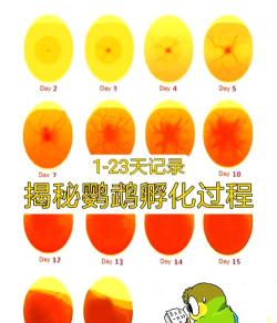 怎么孵出小鸡,掌握关键步骤,提高孵化成功率 怎么孵出小鸡,掌握关键步骤,提高孵化成功率