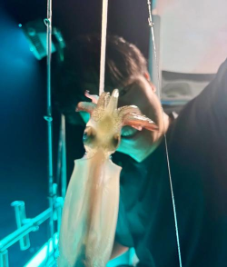 怎么钓鱿鱼,掌握核心技巧,新手也能有收获 怎么钓鱿鱼,掌握核心技巧,新手也能有收获