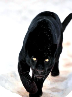 黑豹怎么样,性能表现如何,适合哪些人 黑豹怎么样,性能表现如何,适合哪些人