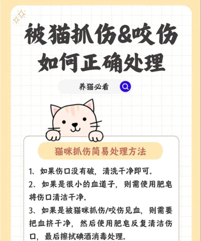 如何抓猫咪,避免受伤,掌握正确方法 如何抓猫咪,避免受伤,掌握正确方法