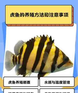 虎鱼怎么吃,处理技巧,家常做法 虎鱼怎么吃,处理技巧,家常做法